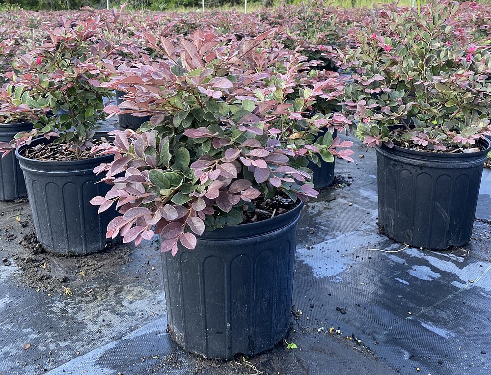 loropetalum-chinense-plum-chinese-fringe-flower