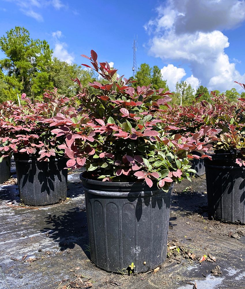 loropetalum-chinense-plum-chinese-fringe-flower