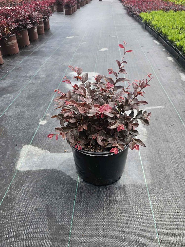 loropetalum-chinense-plum-chinese-fringe-flower