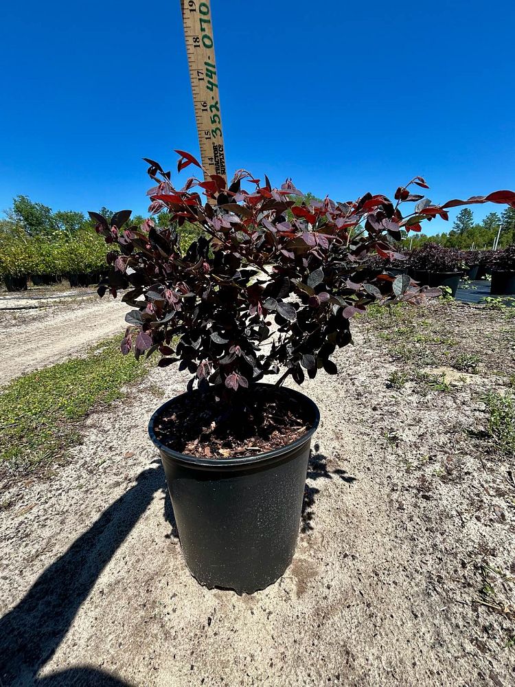 loropetalum-chinense-plum-chinese-fringe-flower