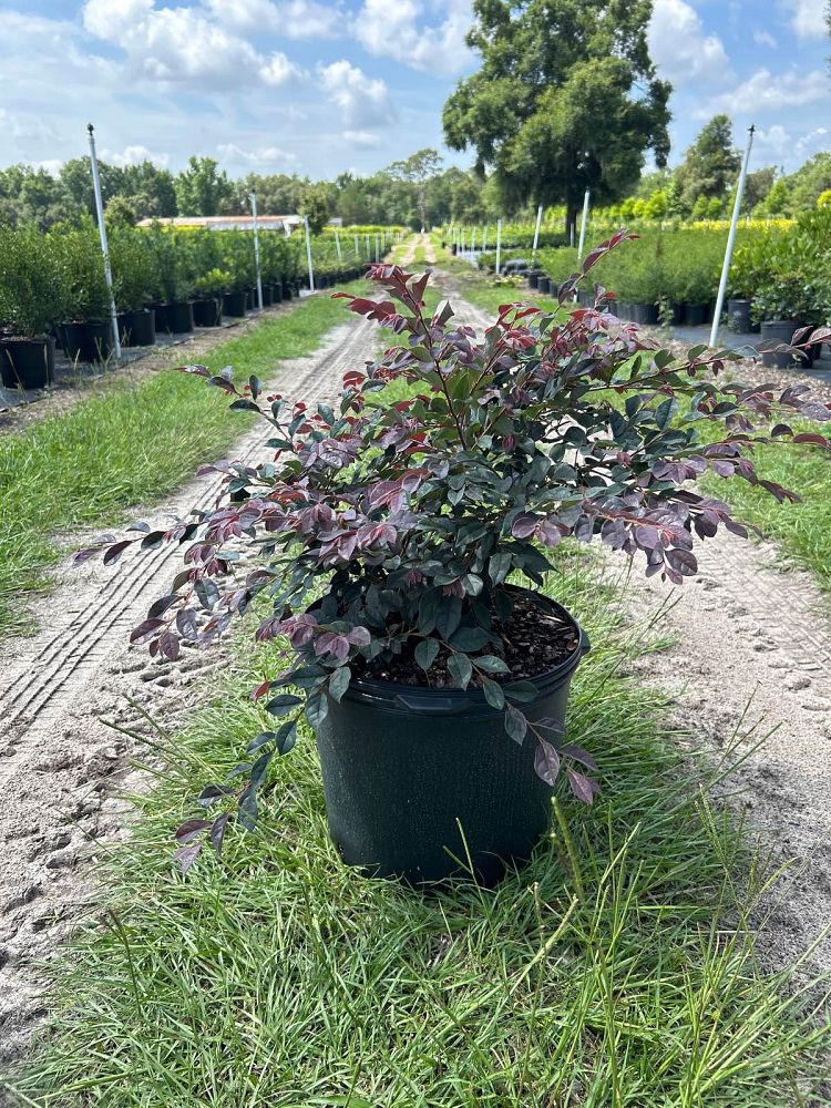 loropetalum-chinense-plum-chinese-fringe-flower
