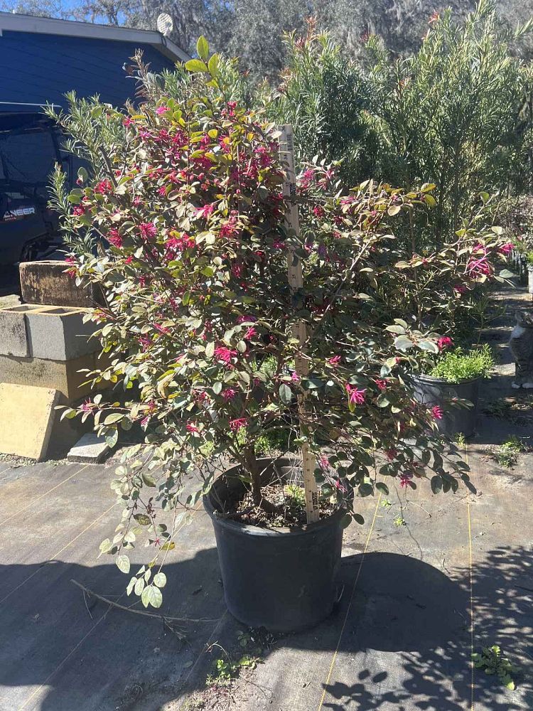 loropetalum-chinense-plum-chinese-fringe-flower