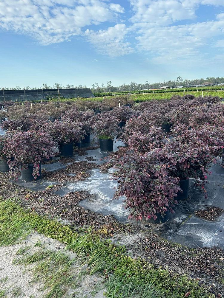loropetalum-chinense-plum-chinese-fringe-flower