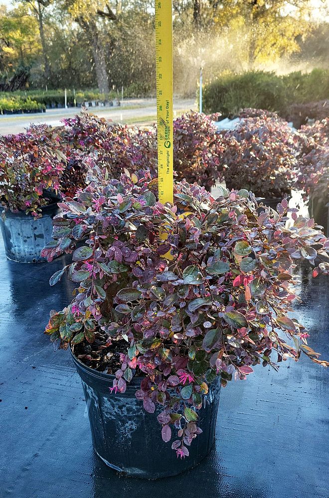 loropetalum-chinense-plum-chinese-fringe-flower