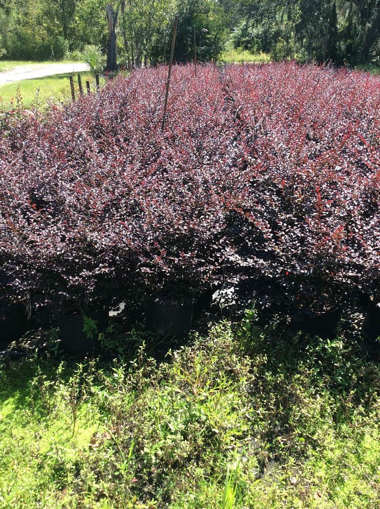 Southern States Nurseries, Inc.