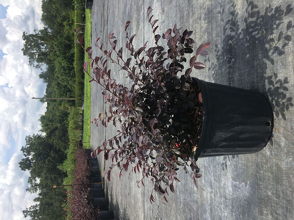 loropetalum-chinense-red-chocolate-chinese-fringe-flower