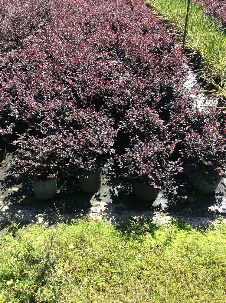 loropetalum-chinense-red-chocolate-chinese-fringe-flower