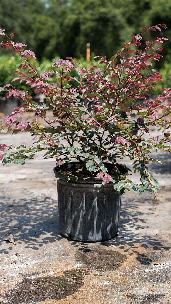 loropetalum-chinense-red-chocolate-chinese-fringe-flower