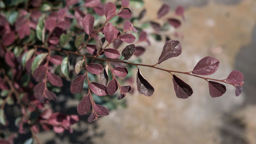 loropetalum-chinense-red-chocolate-chinese-fringe-flower