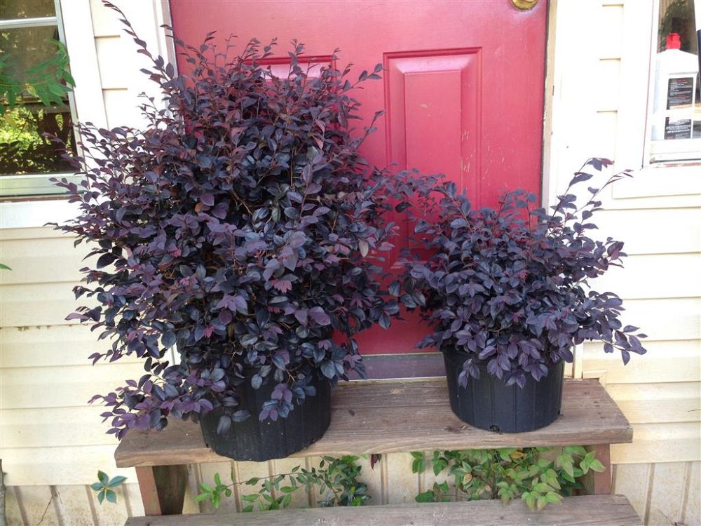loropetalum-chinense-red-chocolate-chinese-fringe-flower