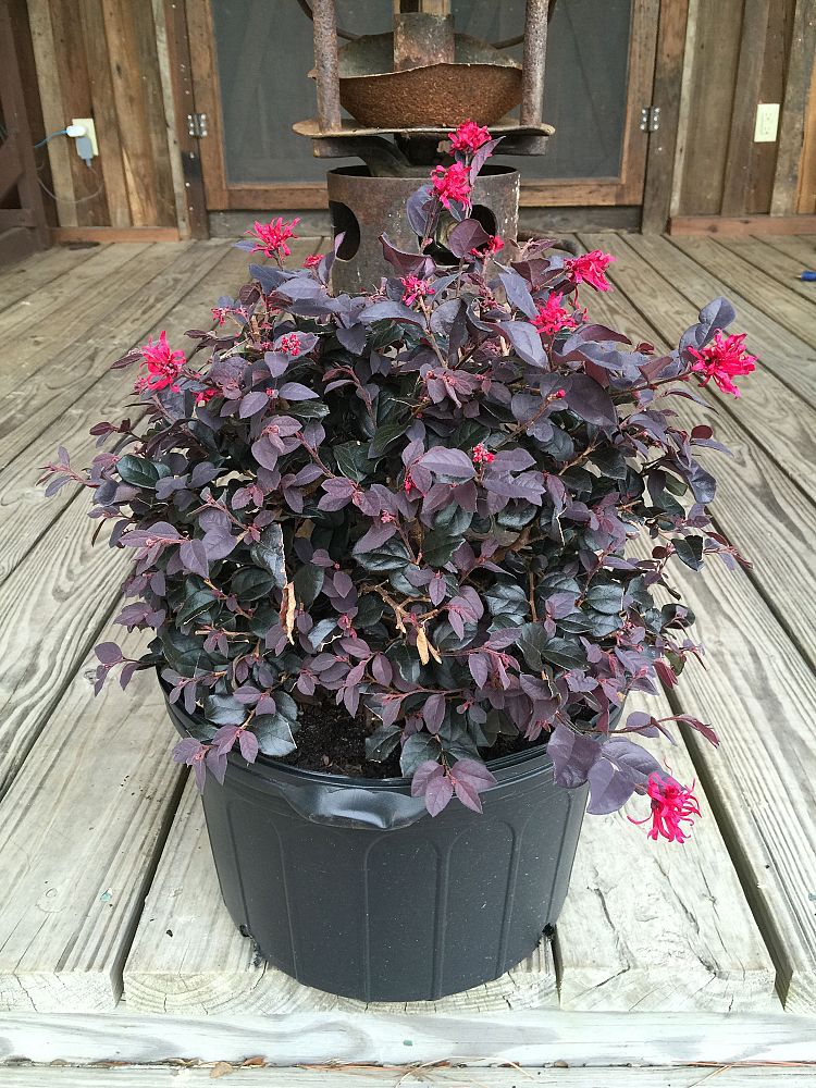 loropetalum-chinense-red-chocolate-chinese-fringe-flower