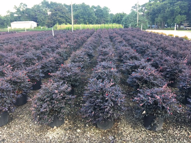 loropetalum-chinense-red-chocolate-chinese-fringe-flower