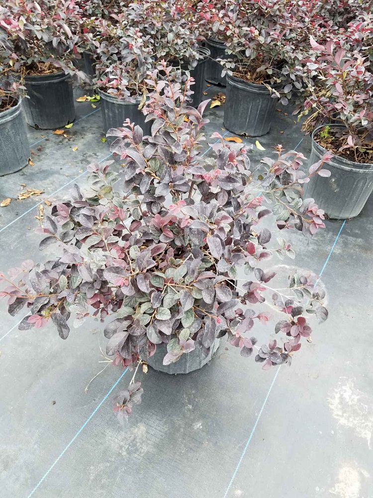 loropetalum-chinense-red-chocolate-chinese-fringe-flower