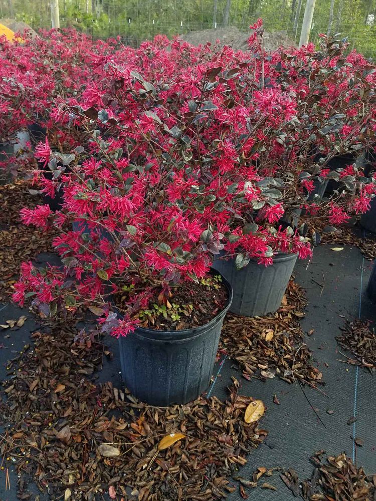 loropetalum-chinense-red-chocolate-chinese-fringe-flower