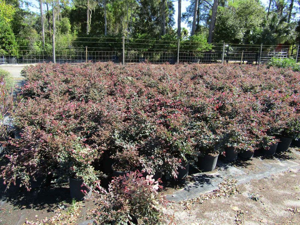 loropetalum-chinense-red-chocolate-chinese-fringe-flower
