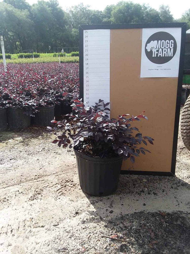 loropetalum-chinense-red-chocolate-chinese-fringe-flower