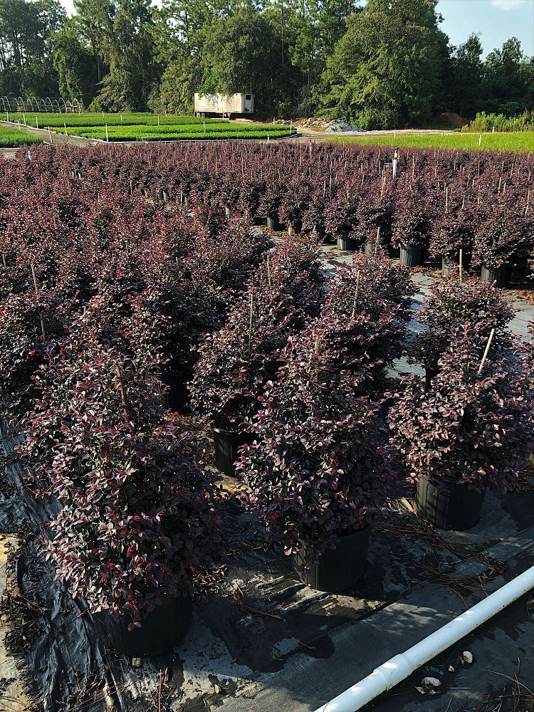 loropetalum-chinense-red-chocolate-chinese-fringe-flower