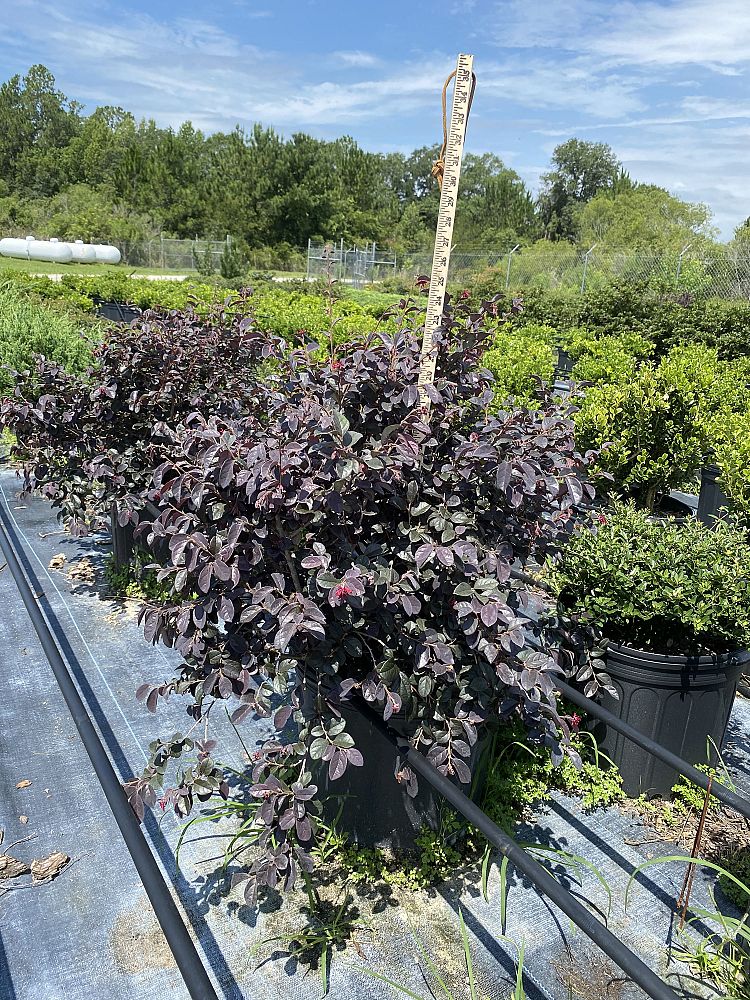 loropetalum-chinense-red-chocolate-chinese-fringe-flower