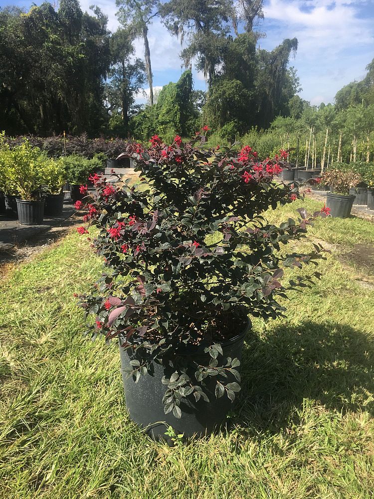 loropetalum-chinense-red-chocolate-chinese-fringe-flower