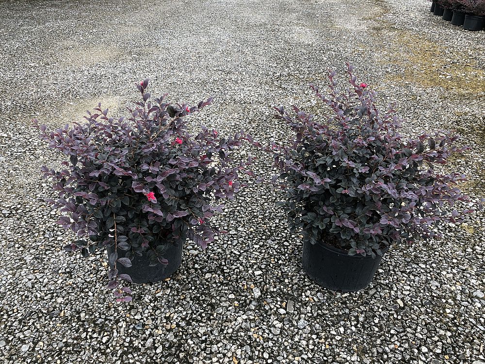 loropetalum-chinense-red-chocolate-chinese-fringe-flower