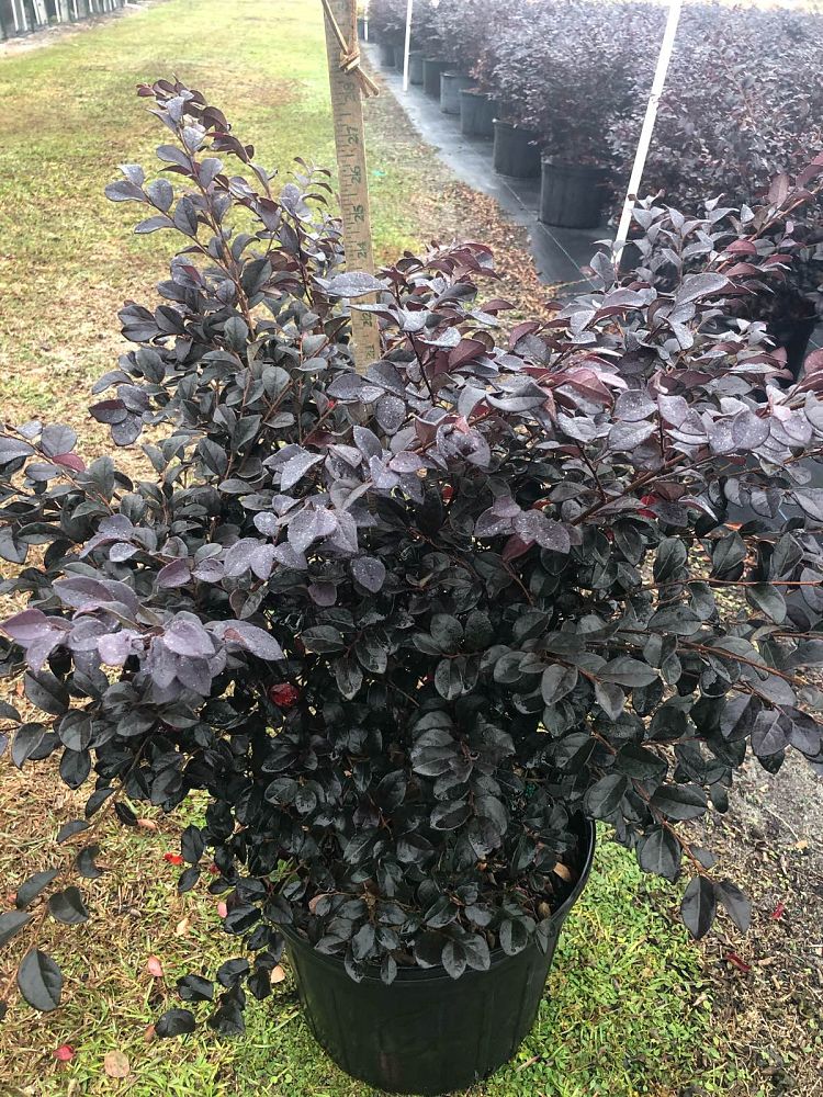 loropetalum-chinense-red-chocolate-chinese-fringe-flower
