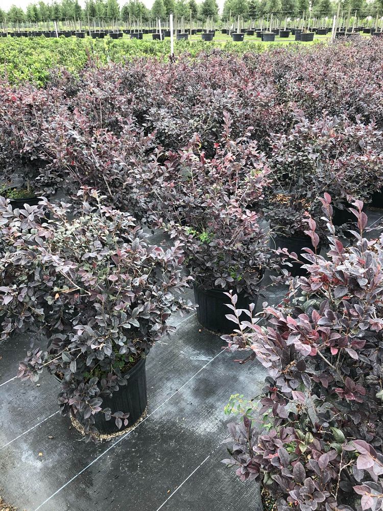 loropetalum-chinense-red-chocolate-chinese-fringe-flower