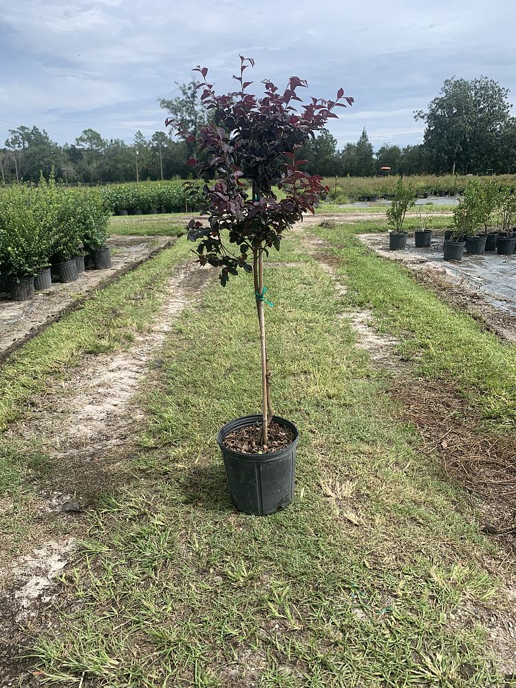 loropetalum-chinense-red-chocolate-chinese-fringe-flower