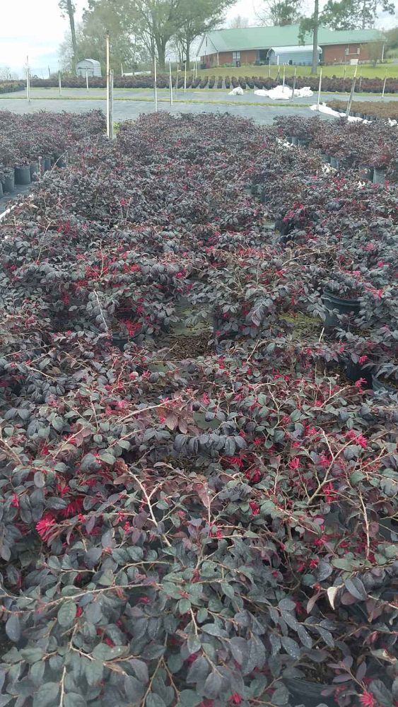 loropetalum-chinense-red-chocolate-chinese-fringe-flower
