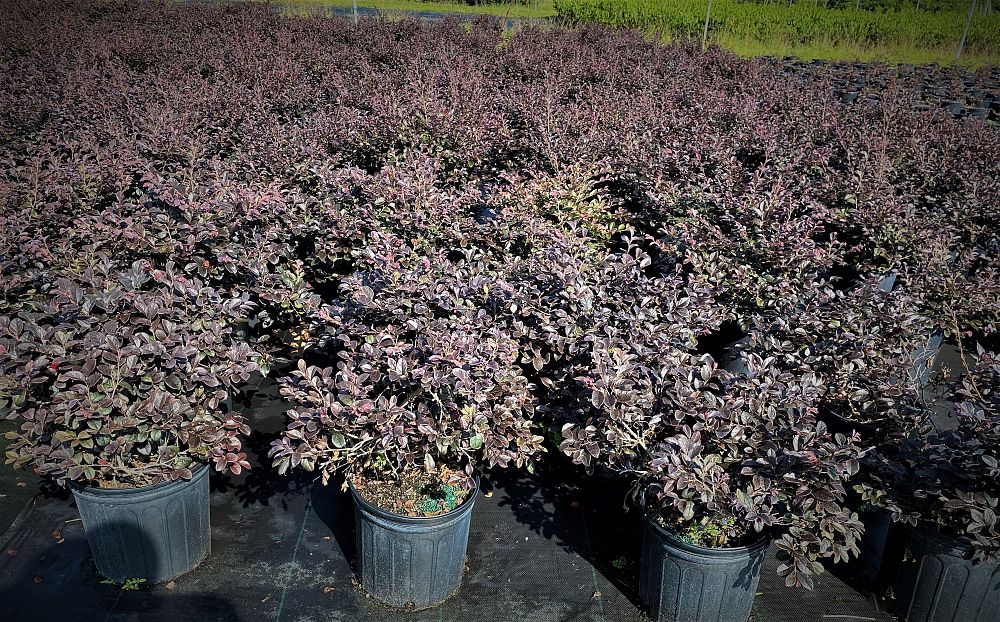 loropetalum-chinense-red-chocolate-chinese-fringe-flower