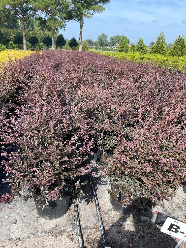 loropetalum-chinense-red-chocolate-chinese-fringe-flower