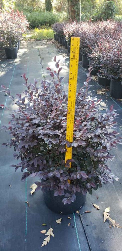 loropetalum-chinense-red-chocolate-chinese-fringe-flower