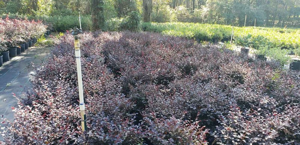loropetalum-chinense-red-chocolate-chinese-fringe-flower