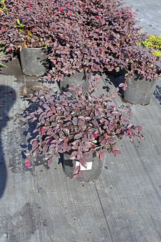 loropetalum-chinense-red-chocolate-chinese-fringe-flower