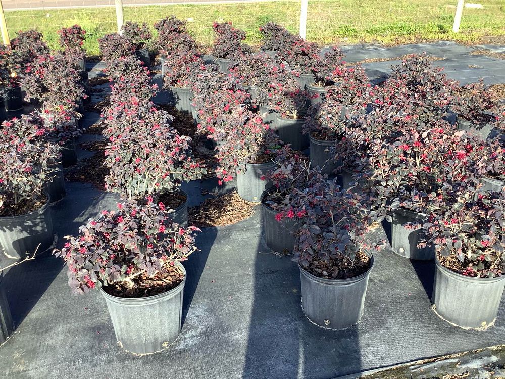 loropetalum-chinense-red-chocolate-chinese-fringe-flower