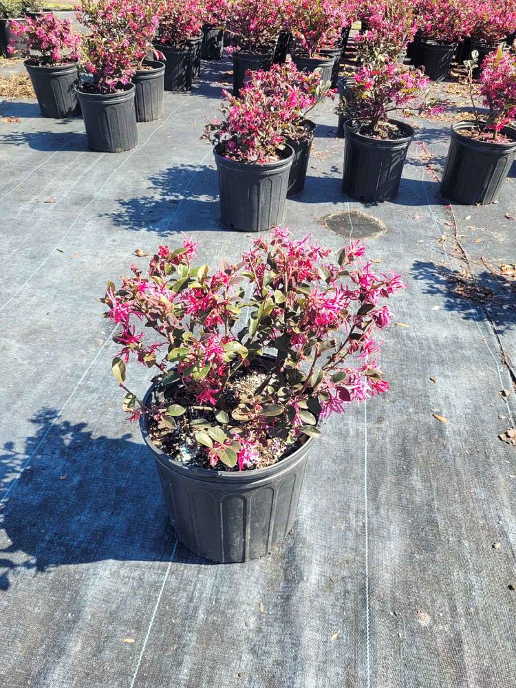loropetalum-chinense-red-chocolate-chinese-fringe-flower