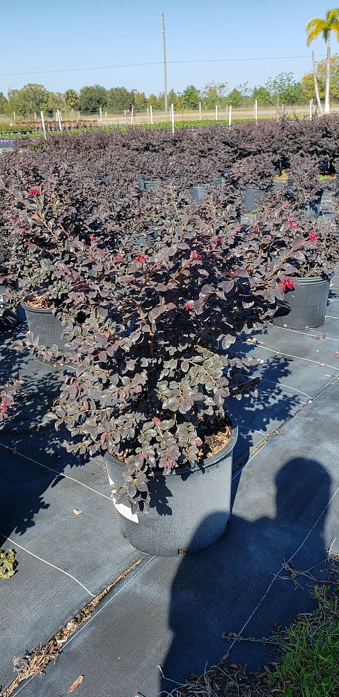 loropetalum-chinense-red-chocolate-chinese-fringe-flower