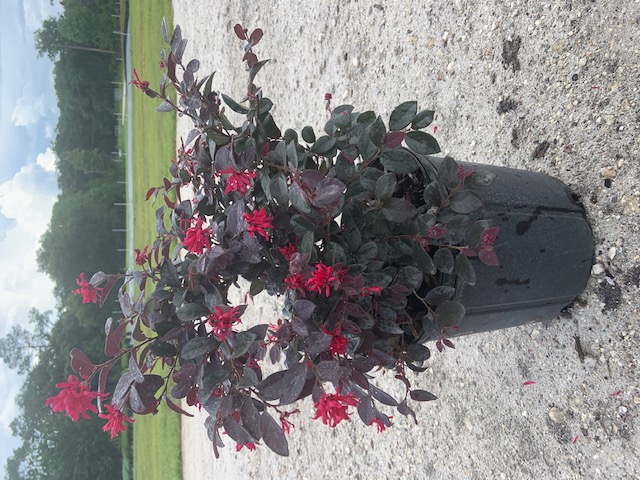 loropetalum-chinense-red-chocolate-chinese-fringe-flower