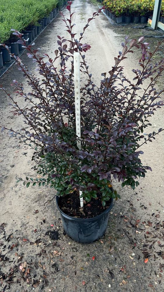 loropetalum-chinense-red-chocolate-chinese-fringe-flower