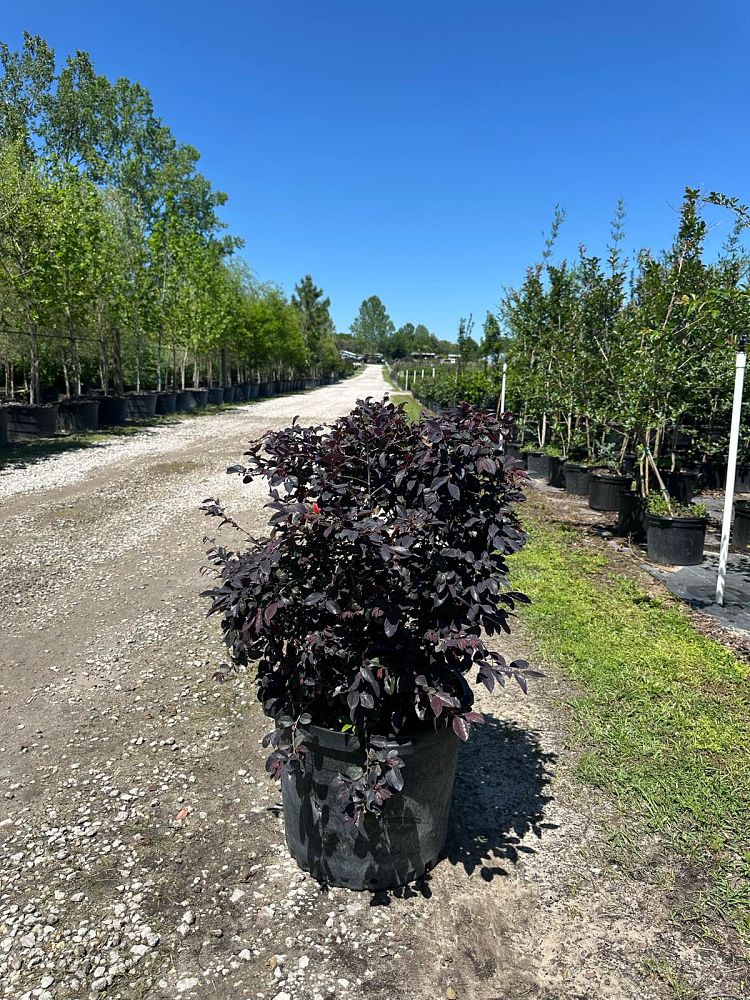 loropetalum-chinense-red-chocolate-chinese-fringe-flower