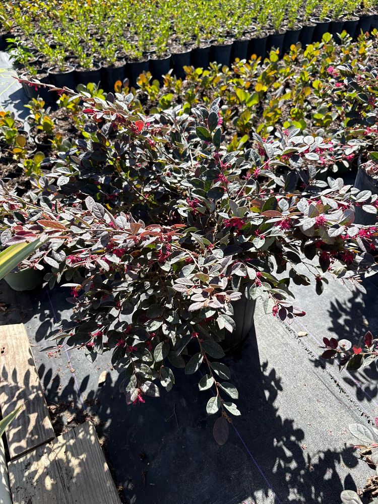 loropetalum-chinense-red-chocolate-chinese-fringe-flower
