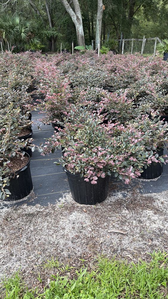 loropetalum-chinense-red-chocolate-chinese-fringe-flower