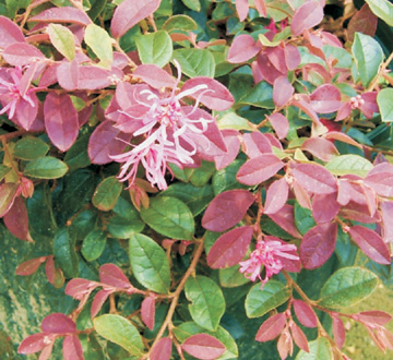 loropetalum-chinense-rubrum-blush-razzleberry-chinese-fringe-flower