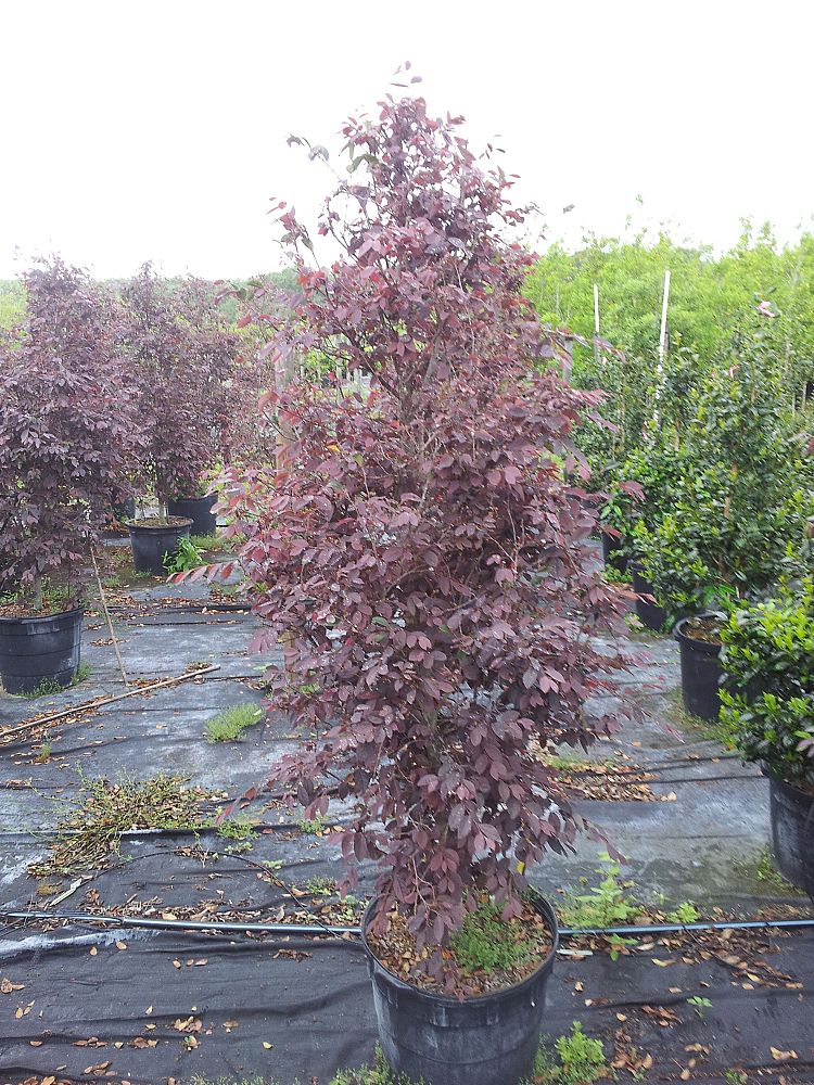 loropetalum-chinense-rubrum-burgundy-razzleberry