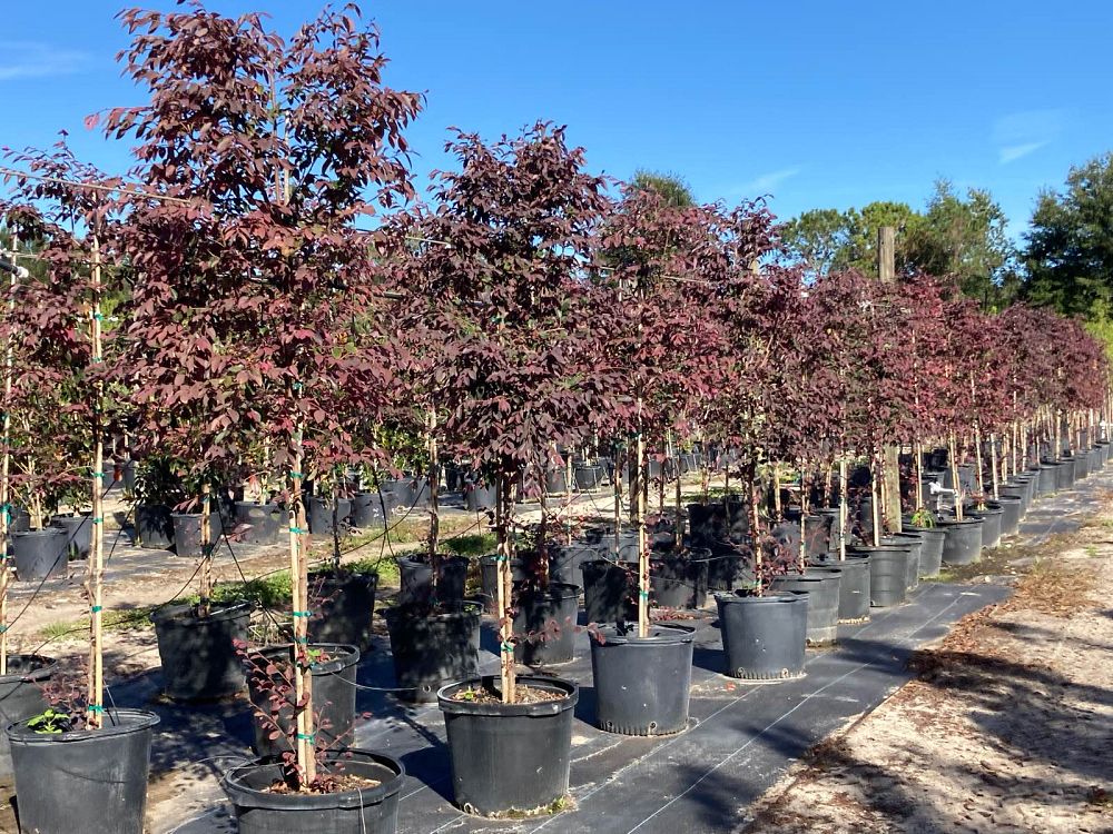 loropetalum-chinense-rubrum-burgundy-razzleberry