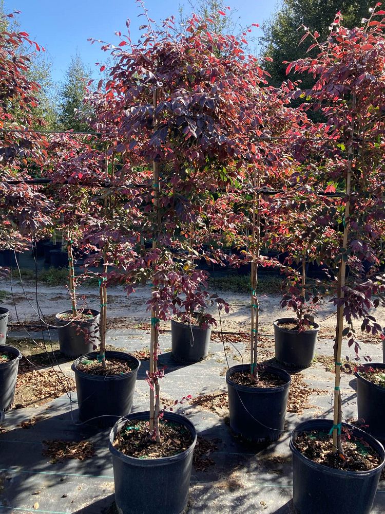 loropetalum-chinense-rubrum-burgundy-razzleberry