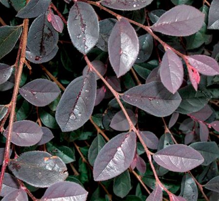 loropetalum-chinense-rubrum-carolina-midnight-razzleberry