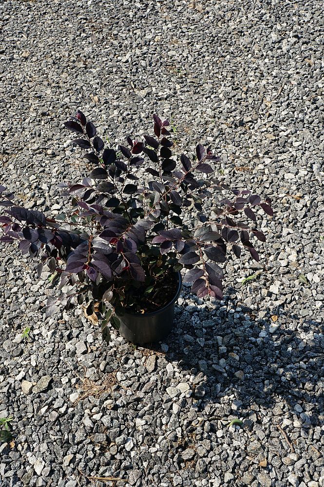 loropetalum-chinense-rubrum-carolina-midnight-razzleberry