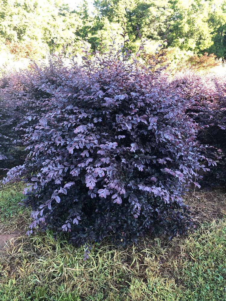loropetalum-chinense-rubrum-carolina-midnight-razzleberry