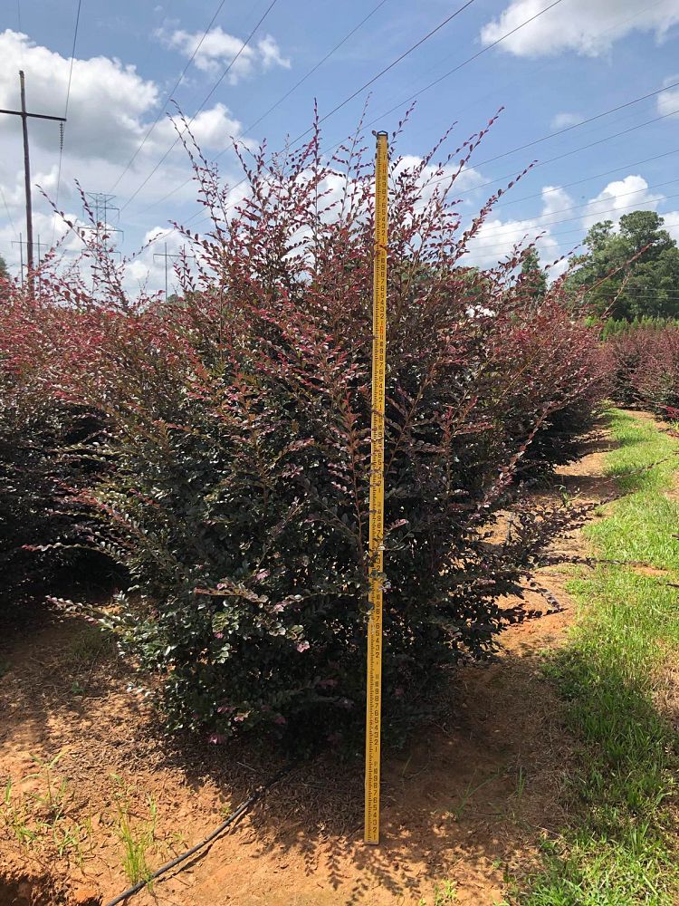 loropetalum-chinense-rubrum-carolina-midnight-razzleberry