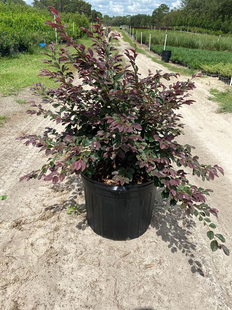 loropetalum-chinense-rubrum-carolina-midnight-razzleberry